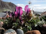 Oxytropis intermedia