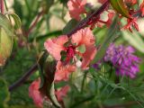 Clarkia unguiculata. Часть стебля с цветками. Московская обл., Раменский р-н, окр. дер. Хрипань, дачный участок. 15.07.2001.