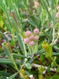 Andromeda polifolia