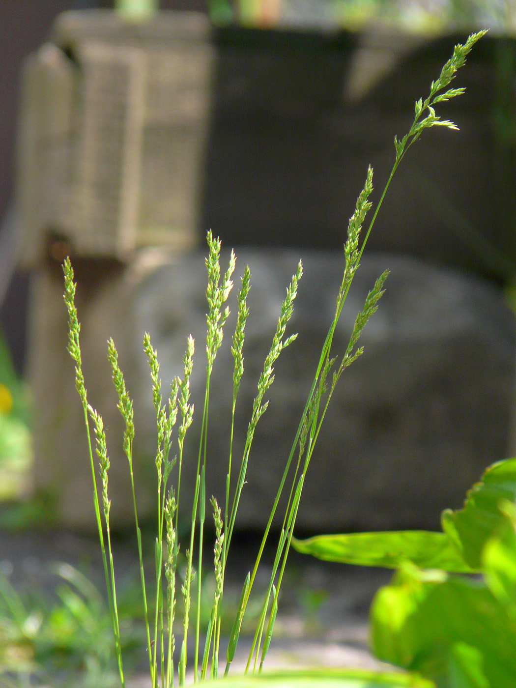 Изображение особи Poa angustifolia.