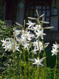 Lilium candidum