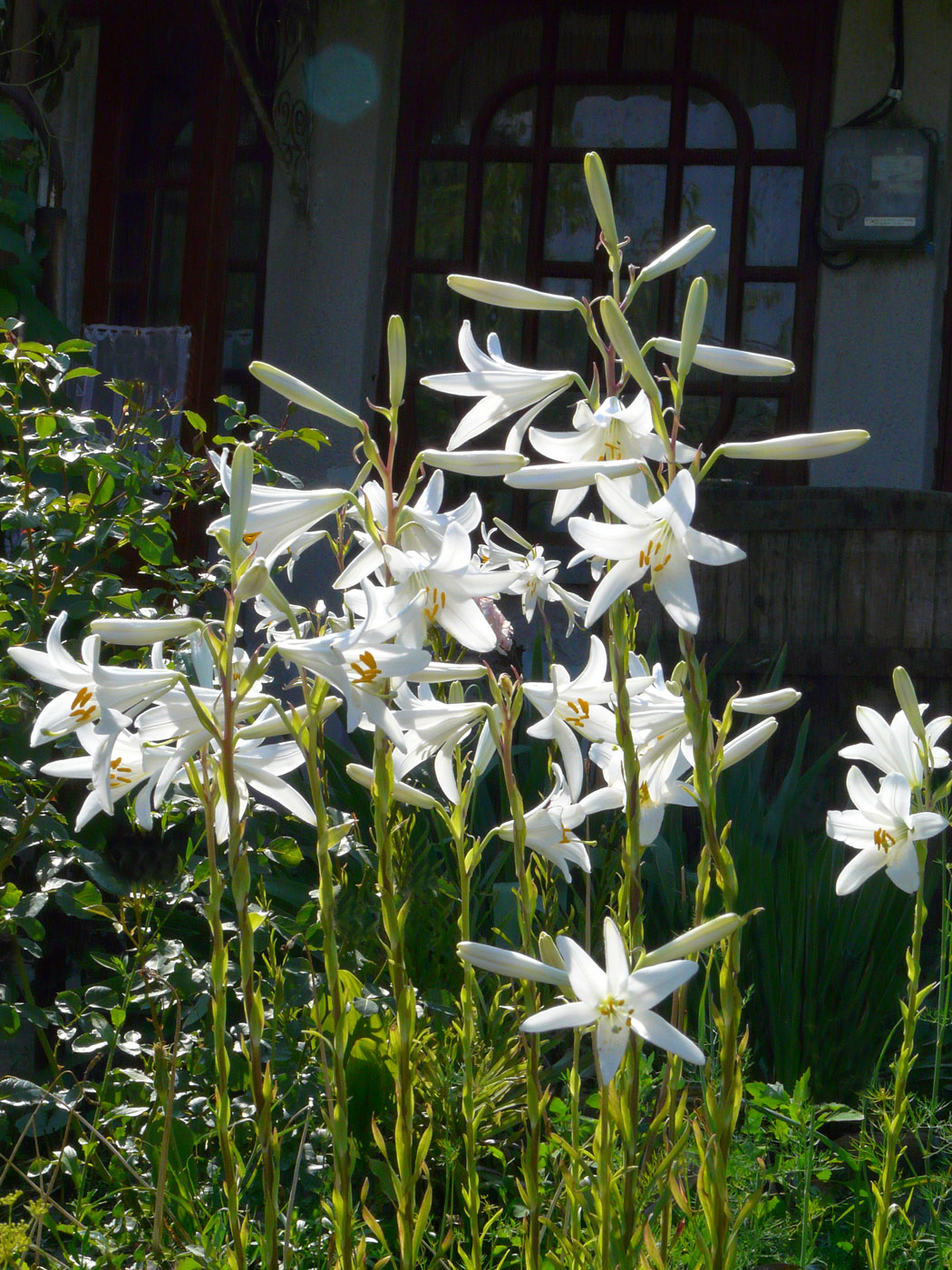 Изображение особи Lilium candidum.