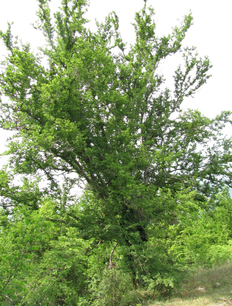 Изображение особи Carpinus betulus.