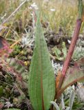 Bistorta elliptica