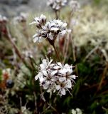 Gypsophila fastigiata