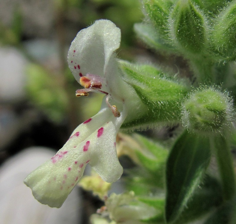 Изображение особи Stachys maritima.