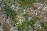 Astragalus rupifragus. Цветущее растение в петрофитной степи. Крым, Севастополь, Караньское плато. 16.04.2013.