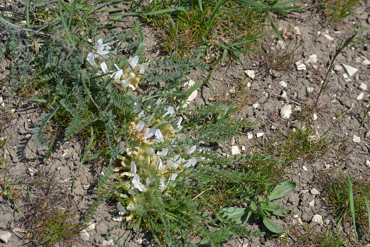 Изображение особи Astragalus rupifragus.