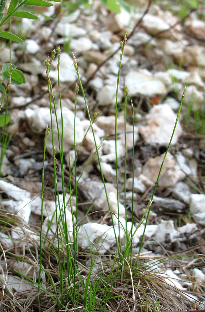 Изображение особи Carex alba.