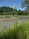 Lysimachia vulgaris