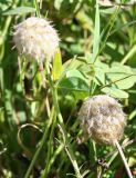 Trifolium fragiferum