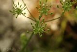 Chaerophyllum temulum