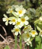 Primula pallasii