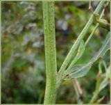 Lactuca tatarica. Часть стебля. Чувашия, г. Шумерля. 21 августа 2009 г.