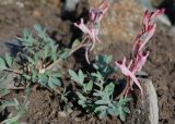 Corydalis schanginii