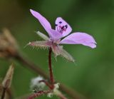 Erodium cicutarium