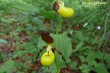 Cypripedium calceolus. Верхушка цветущего растения. Приморский край, Уссурийский р-н. 08.06.2008.