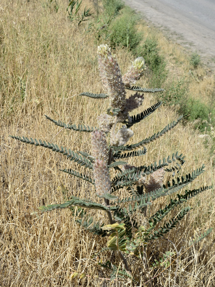 Изображение особи Astragalus alopecias.