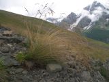 Festuca woronowii