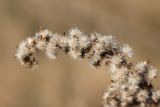 Solidago canadensis. Часть соплодия с вызревшими плодами. Ленинградская обл., Кировский р-н, пос. Дачное, пойма р. Мга, разнотравно-злаковый луг. 04.10.2015.