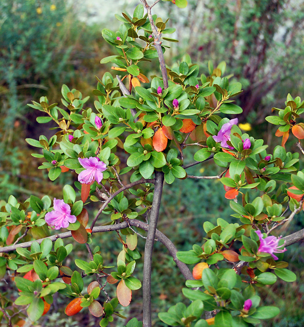 Изображение особи Rhododendron ledebourii.