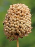 Allium sphaerocephalon. Соплодие. Ростовская обл., Неклиновский р-н, Большенеклиновское с/п, бассейн р. Сарматская, на северном склоне балки (южная экспозиция). 17.08.2015.