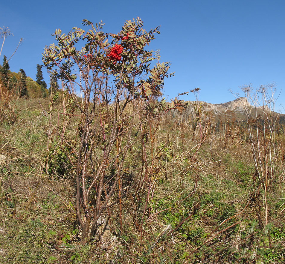 Изображение особи Sorbus aucuparia.