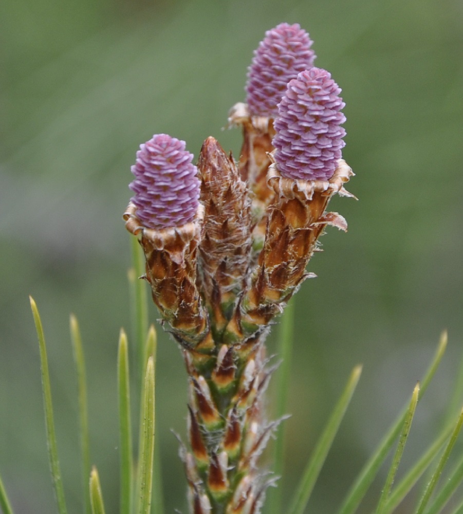 Изображение растения Pinus halepensis.