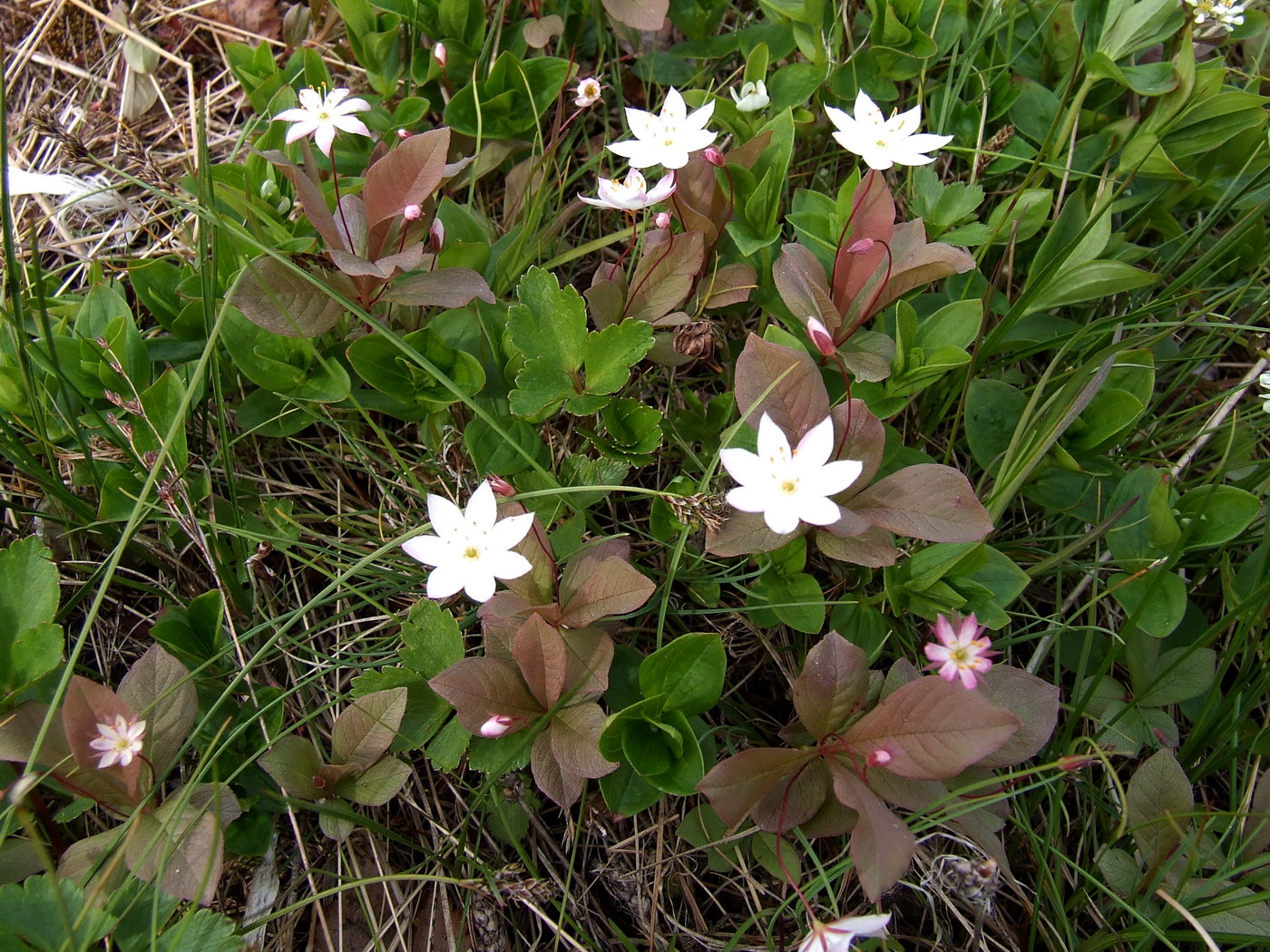 Image of Trientalis europaea specimen.