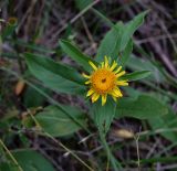 Inula britannica