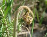 Pteridium подвид sibiricum