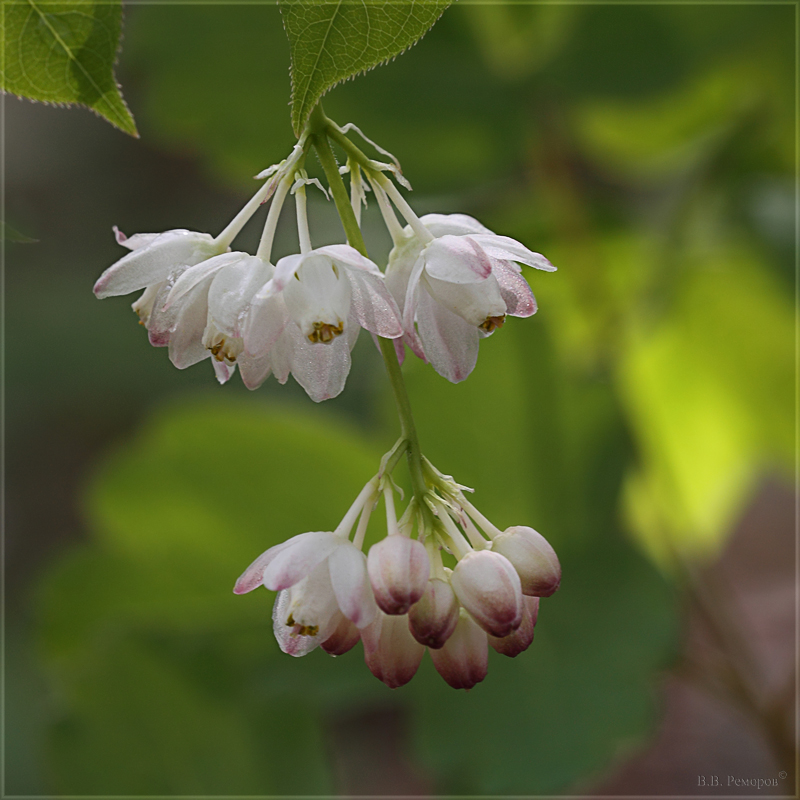 Изображение особи Staphylea pinnata.