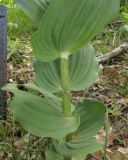 Epipactis helleborine. Часть побега. Краснодарский край, м/о город-курорт Геленджик, окр. хут. Джанхот, гора Святая Нина, горельник в сосновом лесу. 10 июня 2017 г.