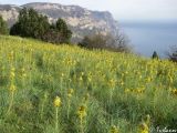 Asphodeline lutea