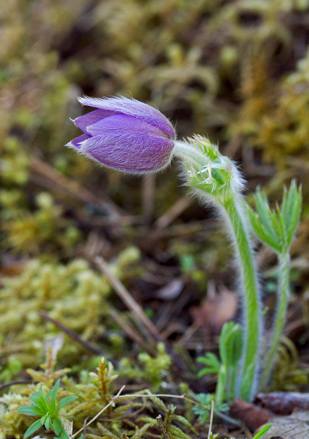 Изображение особи Pulsatilla patens.