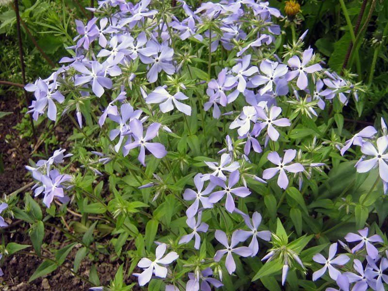 Изображение особи Phlox divaricata.