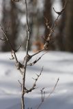 Populus tremula. Верхняя часть молодого растения с галлами. Иркутская обл., Иркутский р-н, окр. пос. Листвянка, архитектурно-этнографический музей \"Тальцы\", осиново-берёзовый лес с примесью хвойных деревьев, кромка берегового обрыва р. Ангара. 13.03.2016.