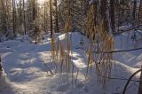 Phragmites australis. Сухие прошлогодние побеги. Башкортостан, Белорецкий р-н, южная оконечность хребта Инзерские Зубчатки, курумы в смешанном лесу. 3 января 2018 г.