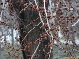 род Ulmus. Ветви c генеративными почками. Украина, г. Николаев, Заводской р-н, Намыв, берег р. Южный Буг. 05.02.2018.