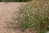 Spergula arvensis. Цветущее растение в сообществе с Persicaria. Ленинградская обл., окр. пос. Большая Ижора, побережье Финского зал., тыльная часть песчаного берегового вала. 10.09.2017.