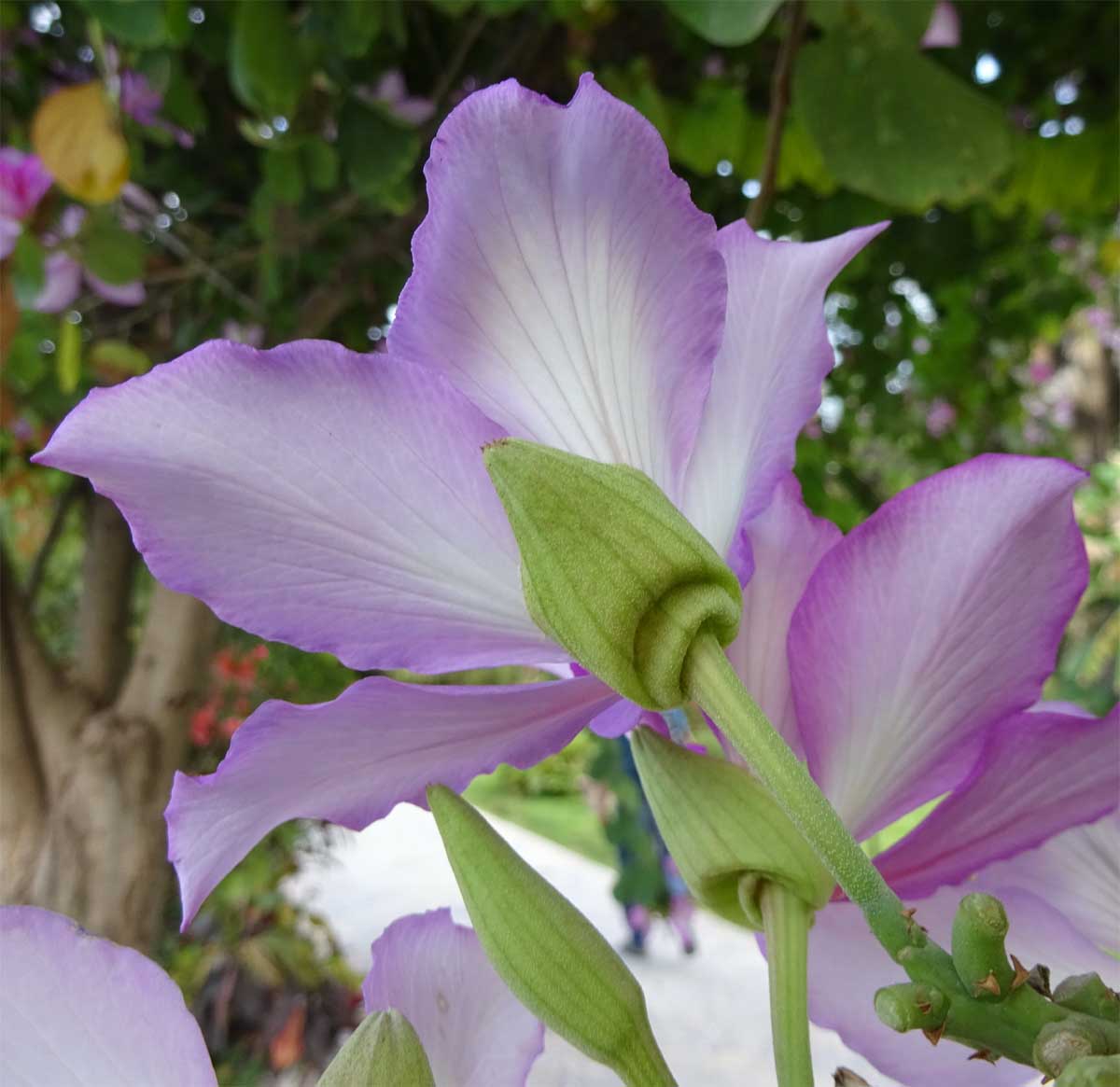 Изображение особи Bauhinia variegata.