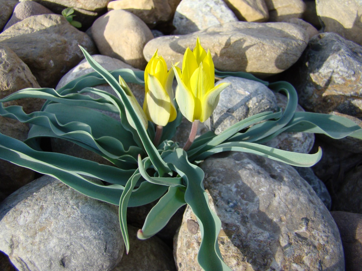 Изображение особи Tulipa zonneveldii.