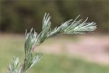 Artemisia campestris. Верхушка побега вегетирующего растения. Ленинградская обл., Выборгский р-н, побережье Финского залива, песчаный пляж. 16.06.2018.