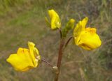 Utricularia vulgaris. Верхушка цветущего растения. Чукотка, Билибинский р-н, пос. Кепервеем, зарастающий водоем. 24.07.2018.