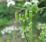 Anthriscus sylvestris