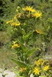 Inula helenium. Верхняя часть цветущего растения. Краснодарский край, г. Сочи, Адлерский р-н, окр. с. Казачий Брод, обочина горной дороги. 13.08.2018.