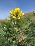 Calophaca tianschanica. Веточка с соцветием. Казахстан, Южно-Казахстанская обл., Сырдарья-Туркестанский государственный региональный природный парк, Боралдайский филиал, бас. р. Аяк-Сунгу, заросли кустарников по долине левого притока реки. 02.06.2016.