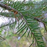 Abies sibirica