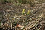 Salix repens. Побег с тычиночными соцветиями. Нидерланды, провинция Drenthe, окр. дер. Yde, заказник Hondstong, заболоченный луг. 18 апреля 2010 г.