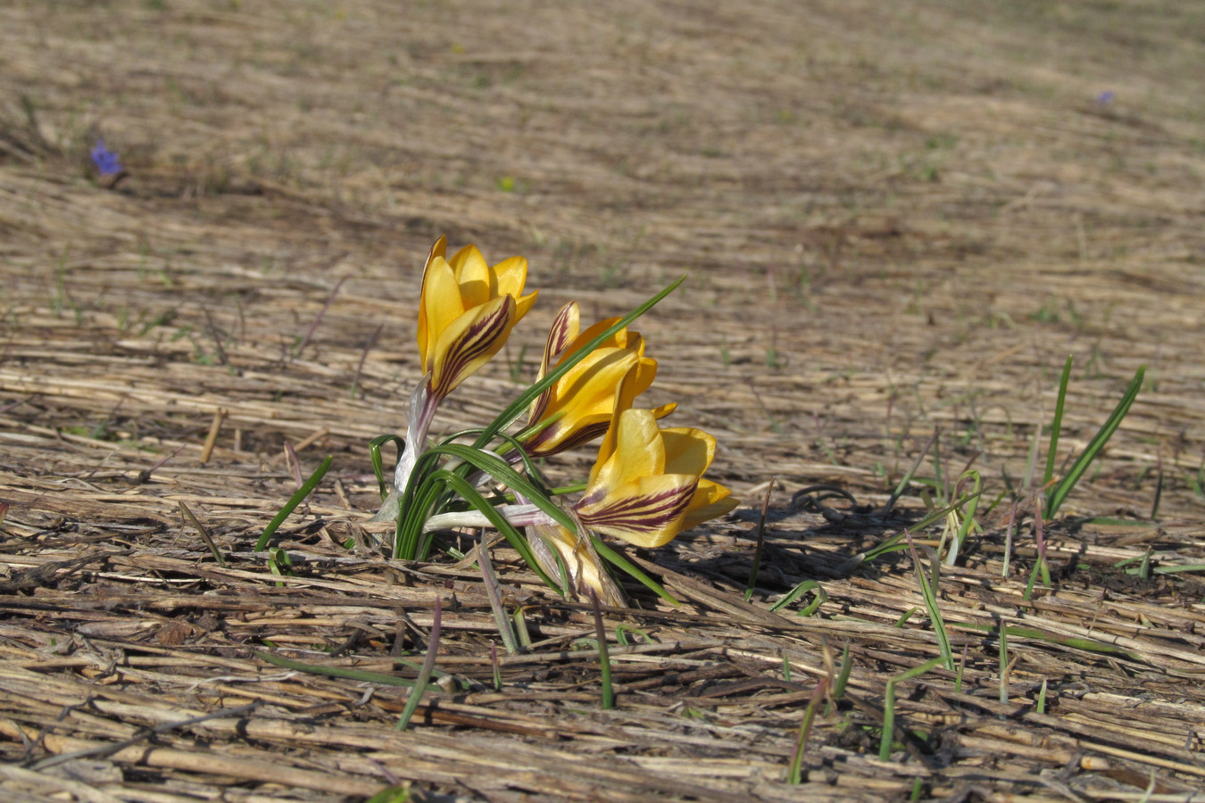 Изображение особи Crocus angustifolius.